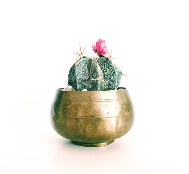 imagen cactus